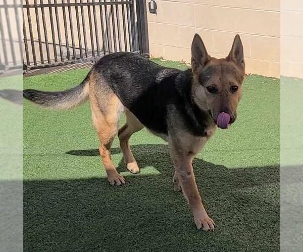 Medium Photo #2 Shepradors Puppy For Sale in Rockwall, TX, USA