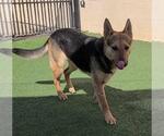 Small #1 Shepradors
