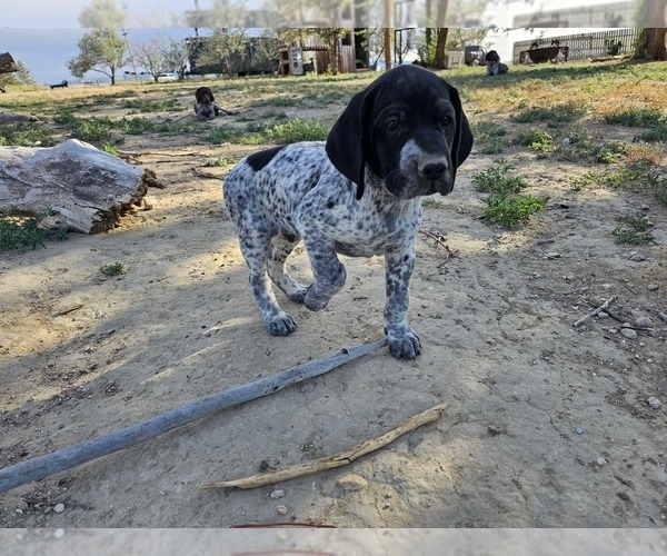 Medium Photo #9 German Shorthaired Pointer Puppy For Sale in EVANSVILLE, WY, USA