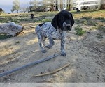 Small #8 German Shorthaired Pointer