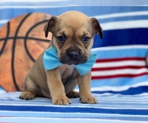 French Bulldog-Shetland Sheepdog Mix Puppy for sale in LANCASTER, PA, USA