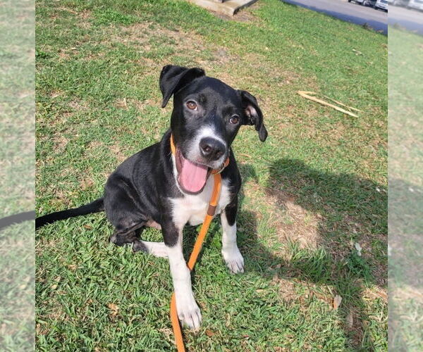 Medium Photo #1 Mutt Puppy For Sale in Rockaway, NJ, USA