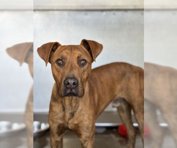 Medium Photo #1 German Shepherd Dog-Unknown Mix Puppy For Sale in San Bernardino, CA, USA