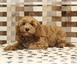 Small #1 Cavapoo (Miniature)