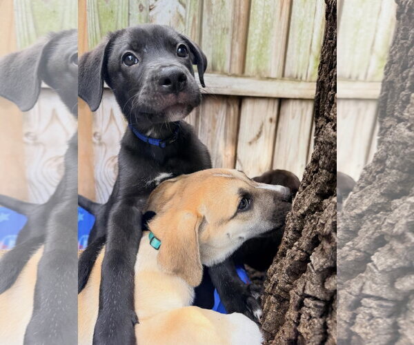 Medium Photo #3 Mutt Puppy For Sale in Orlando, FL, USA