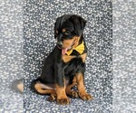 Small Photo #7 Rottweiler Puppy For Sale in CHRISTIANA, PA, USA