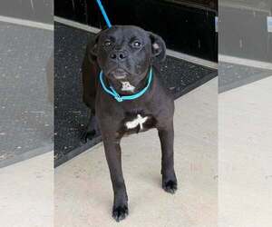 RADAR - COMING SOON - Male Labrador Retriever-Unknown Mix Dog for Adoption - Photo #4