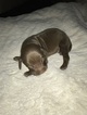 Small Photo #19 Vizsla-Weimaraner Mix Puppy For Sale in STANFORD, IL, USA
