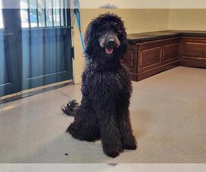 Poodle (Standard) Dogs for adoption in Pasadena, CA, USA