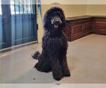 Small Poodle (Standard)