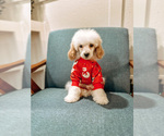 Puppy 1 Poodle (Miniature)