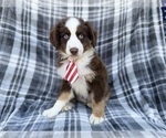 Small #3 Miniature Australian Shepherd