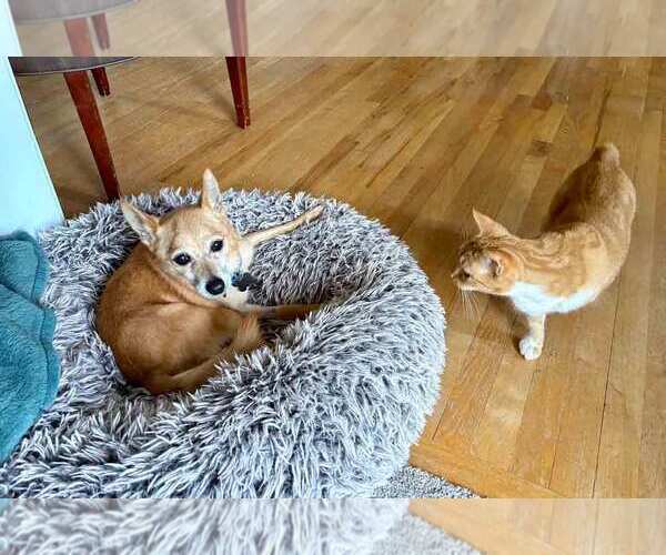 Medium Photo #5 Chihuahua-pomeranian spitz Mix Puppy For Sale in Kennesaw, GA, USA