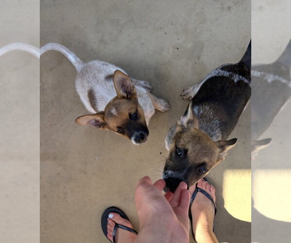 Medium Photo #7 Mutt Puppy For Sale in Dana Point, CA, USA