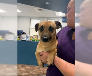Chiweenie Dogs for adoption in Temple, TX, USA