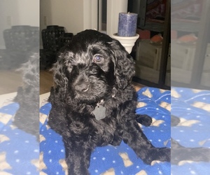 Doodle-Golden Retriever Mix Puppy for sale in KENNESAW, GA, USA