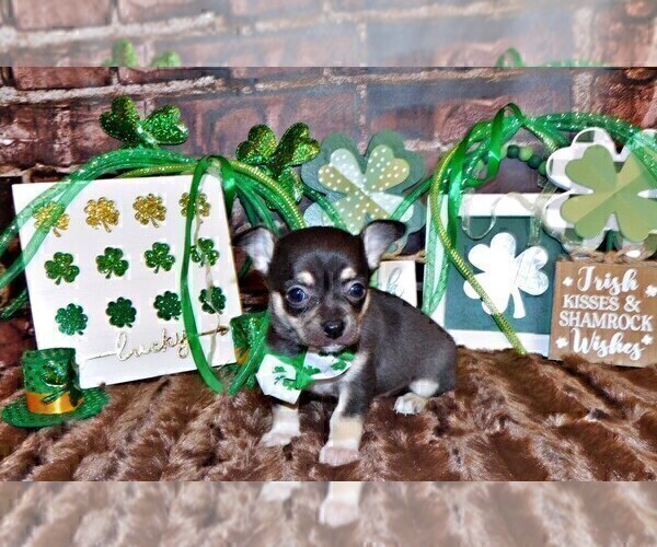 Medium Photo #8 Chihuahua Puppy For Sale in CHARLESTON, AR, USA