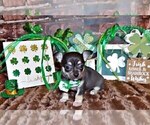 Small #7 Chihuahua