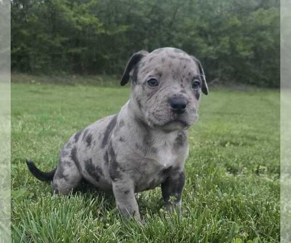 Medium Photo #13 American Bully Puppy For Sale in WEST MILTON, OH, USA