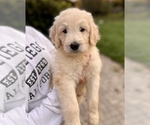 Small #9 Goldendoodle