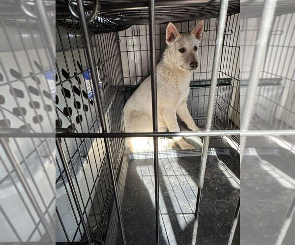 Medium Photo #1 Mutt Puppy For Sale in Calgary, Alberta, Canada