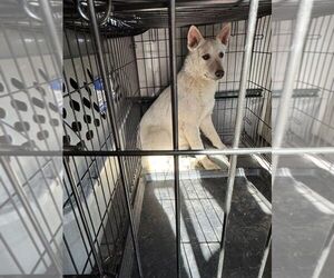 Mutt Dogs for adoption in Calgary, Alberta, Canada