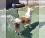 Small #1 Colonial Cocker Spaniel Mix