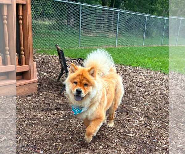 Medium Photo #2 Chow Chow Puppy For Sale in Martinsburg, WV, USA