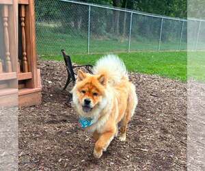 Sheba - Female Chow Chow Dog for Adoption - Photo #2