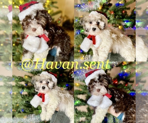 Medium Photo #1 Havanese Puppy For Sale in LAS VEGAS, NV, USA