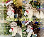 Small Photo #1 Havanese Puppy For Sale in LAS VEGAS, NV, USA