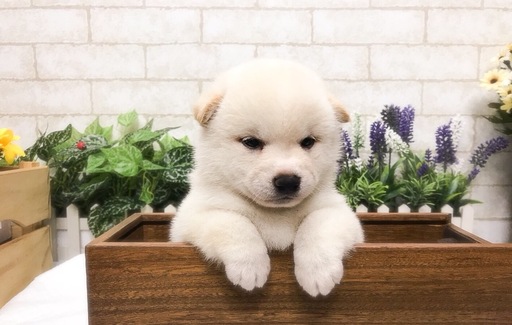 Medium Photo #2 Shiba Inu Puppy For Sale in SAN JOSE, CA, USA