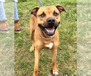 American Staffordshire Terrier-Unknown Mix Dogs for adoption in Pittsburgh, PA, USA