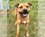 Small American Staffordshire Terrier Mix