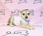 Small Photo #6 Chihuahua Puppy For Sale in LAS VEGAS, NV, USA
