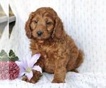 Small Photo #3 Irish Doodle-Poodle (Miniature) Mix Puppy For Sale in CHRISTIANA, PA, USA