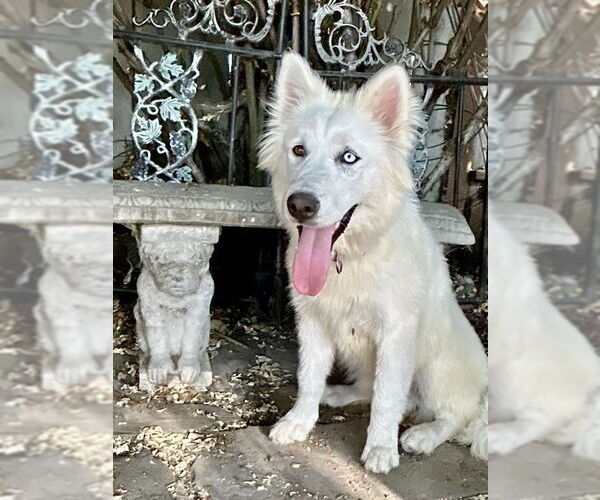 Medium Photo #4 Huskies -Unknown Mix Puppy For Sale in San Francisco, CA, USA
