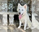 Small #3 Huskies  Mix