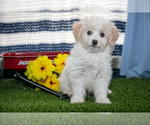 Puppy Pooch Aussiedoodle Miniature 