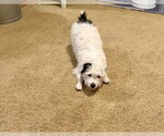 Small #3 Jack Russell Terrier