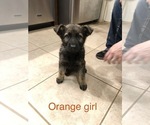 Small Photo #6 German Shepherd Dog Puppy For Sale in SEARCY, AR, USA