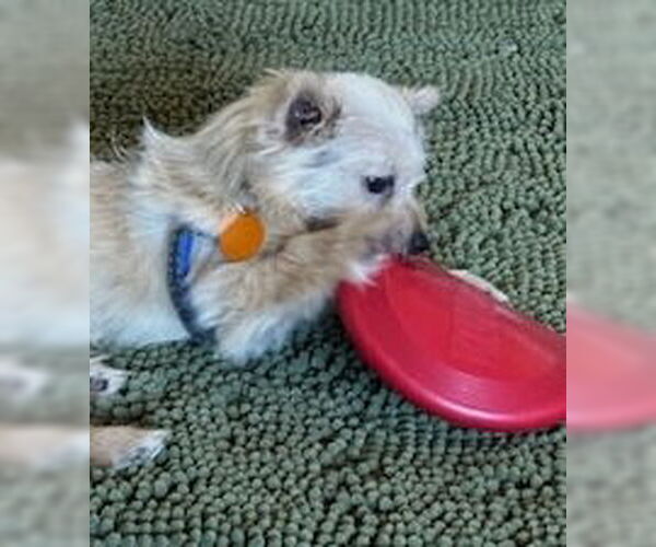 Medium Photo #4 Mutt Puppy For Sale in Bellevue, WA, USA