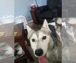 Small #3 Siberian Husky Mix