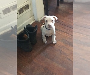 American Bulldog Dog for Adoption in CAPITOL HEIGHTS, Maryland USA