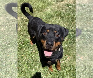 Rottweiler Dogs for adoption in Mooresville, NC, USA