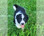 Puppy Yelena Border Collie