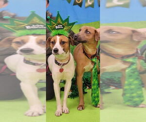 Jack-A-Bee Dogs for adoption in Bloomingdale, NJ, USA