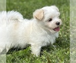 Small #2 Maltese