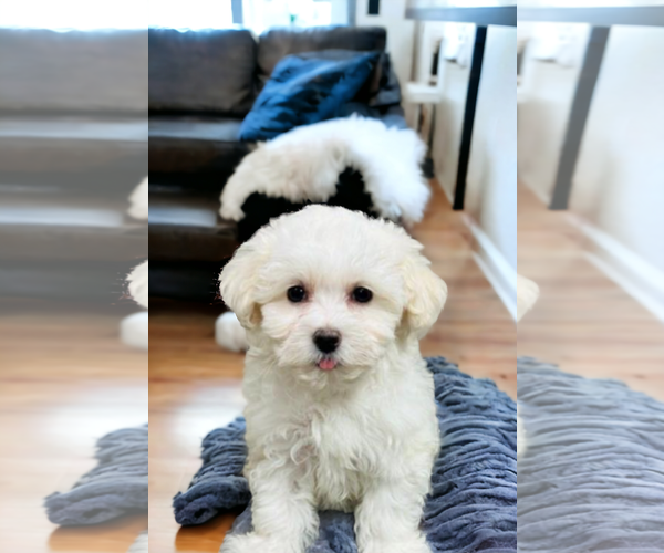 Medium Photo #9 Maltese Puppy For Sale in McKinney, TX, USA