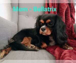 Mother of the Cavalier King Charles Spaniel puppies born on 01/19/2024